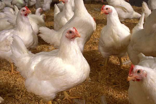 تولید گوشت مرغ بیش از نیاز کشور است