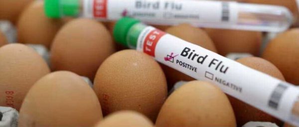 ابراز نگرانی سازمان جهانی بهداشت نسبت به گسترش آنفلوآنزای پرندگان در بین انسان ها