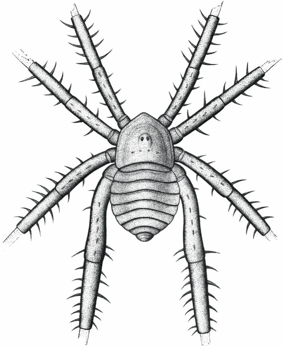 عنکبوت های باستانی ظاهری عجیب و ترسناک داشتند/ عکس