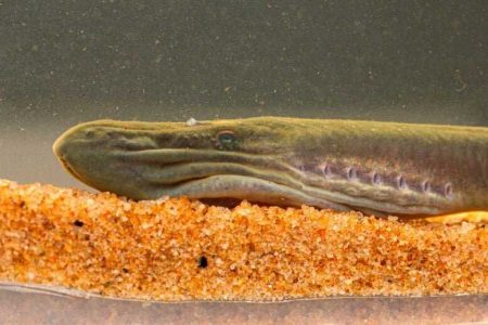 کشفی که دانشمندان را شگفت زده کرد/ ماهی باستانی خیلی دور از زادگاهش پیدا شد!